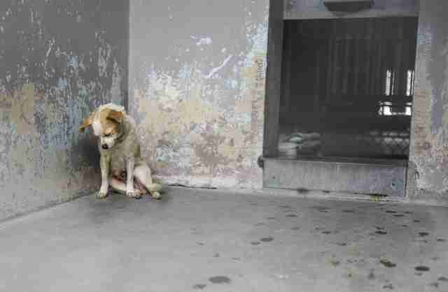 Sad Animal Rescues Terrified Shelter Dog Finally Rescued - The Dodo