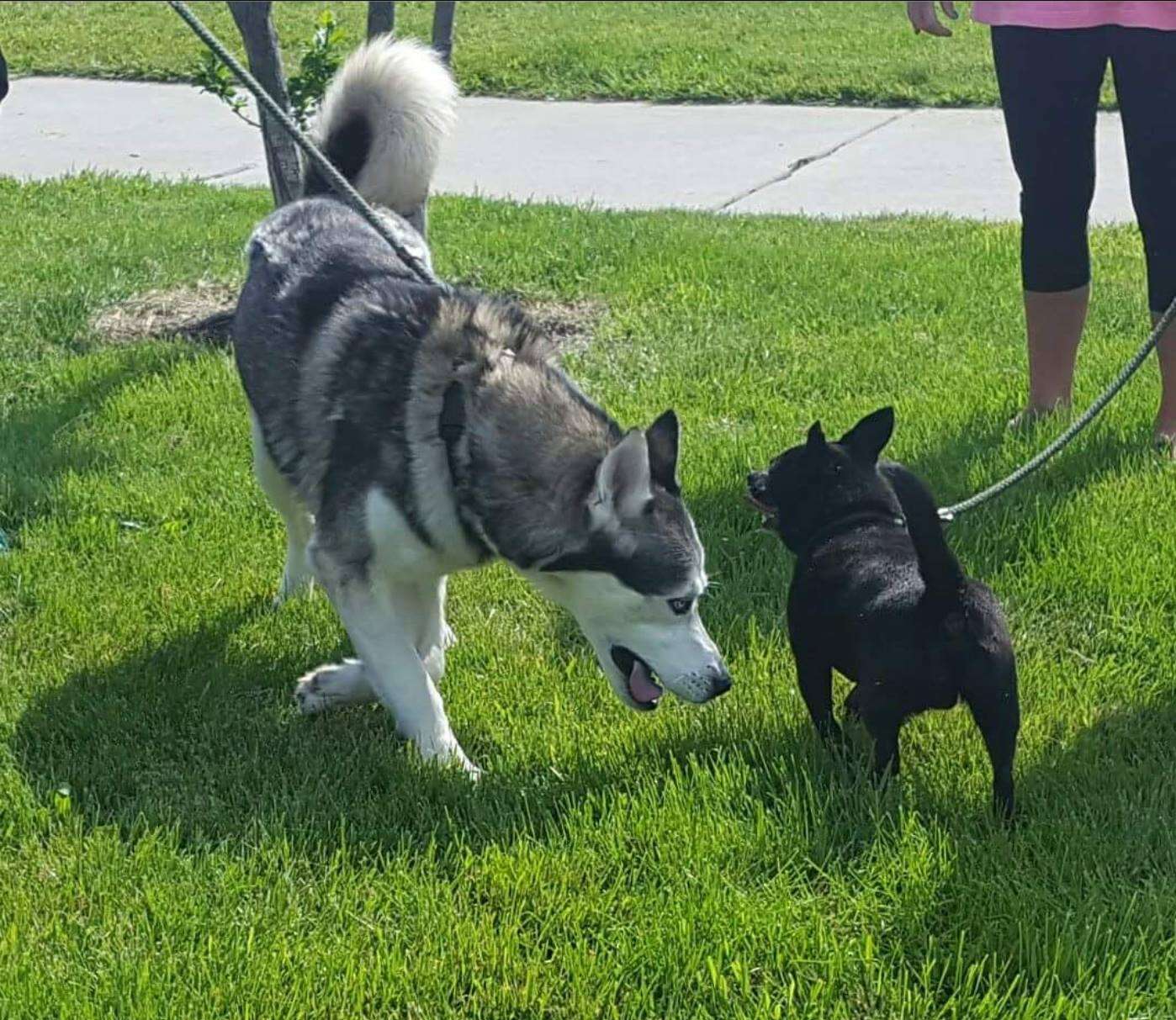 husky and chihuahua best friends