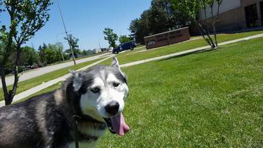 husky and chihuahua best friends