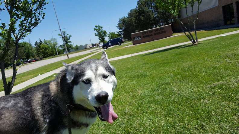 husky and chihuahua best friends