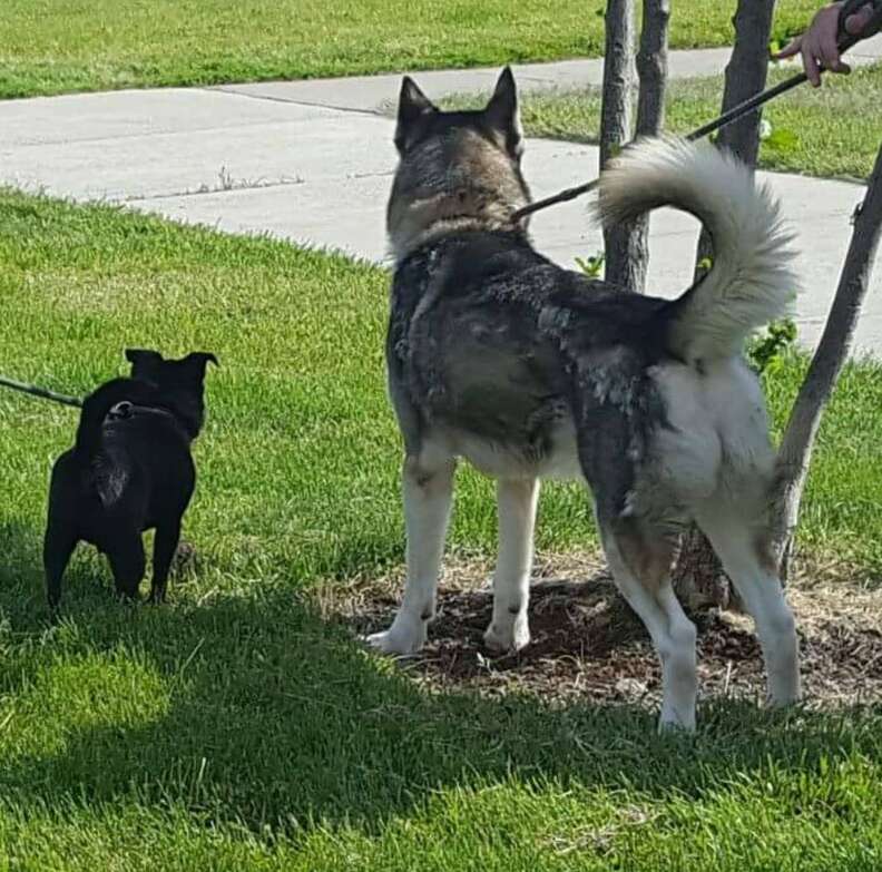 husky and chihuahua best friends