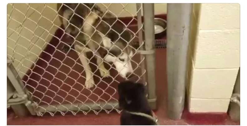 husky and chihuahua best friends