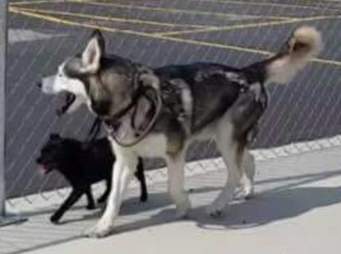 husky and chihuahua best friends