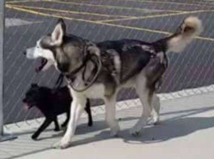 husky and chihuahua best friends