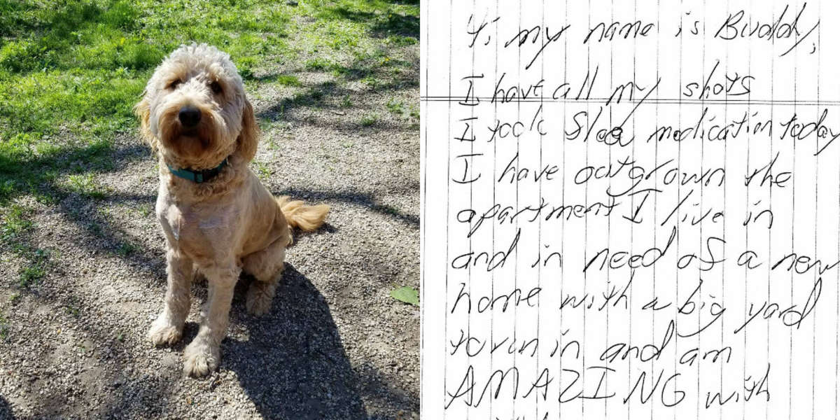 Dog Abandoned Outside Shelter With A Note - The Dodo