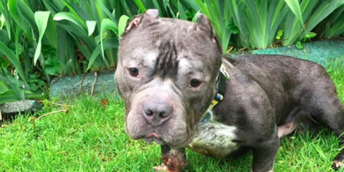 Rescued Pit Bull With Sad Past Find Perfect Family - The Dodo