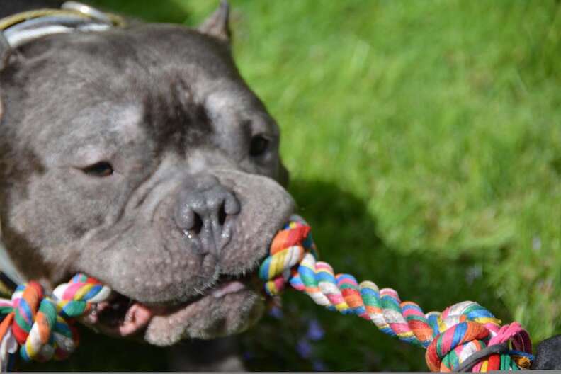 Rescued pit bull playing with dog toy
