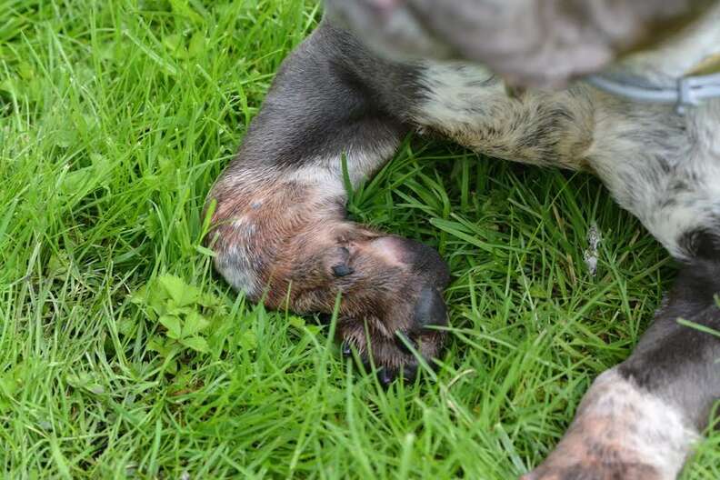 Rescued pit bull's deformed paws