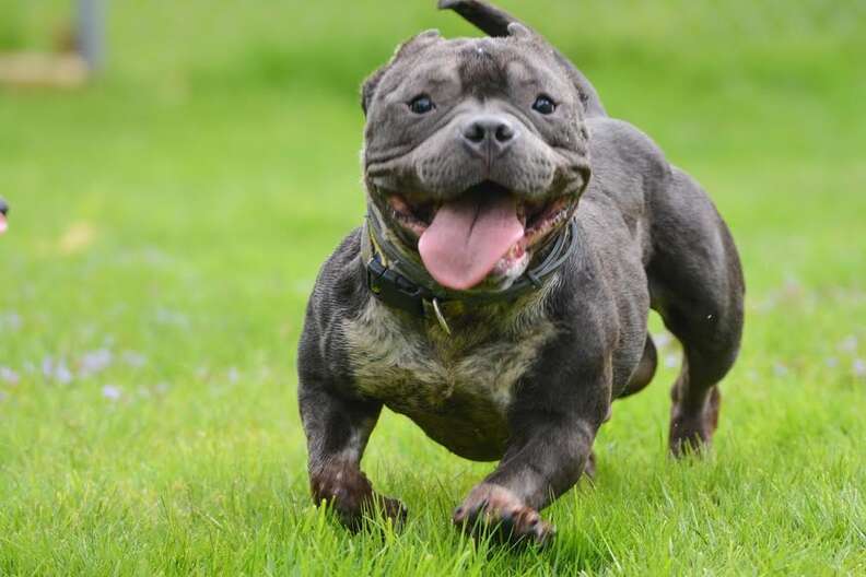 Rescued pit bull running