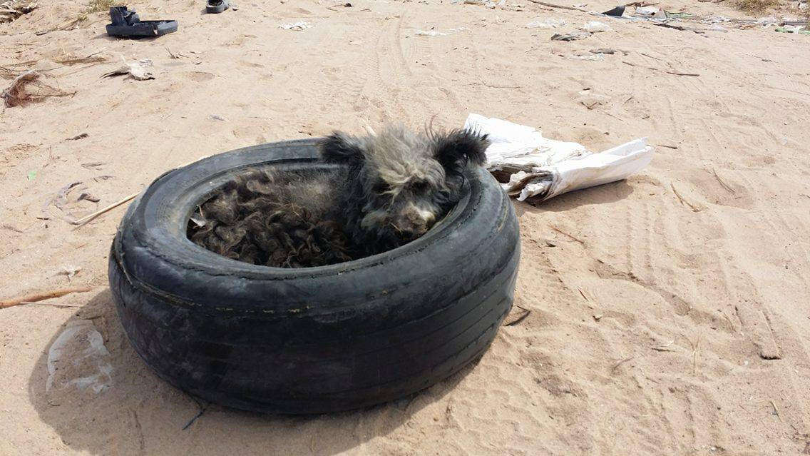 Street dog sleeping inside tire in Mexico