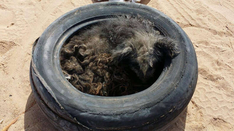 Street dog sleeping inside tire