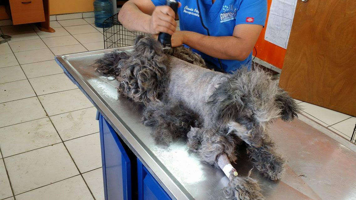 Rescued dog getting shaved