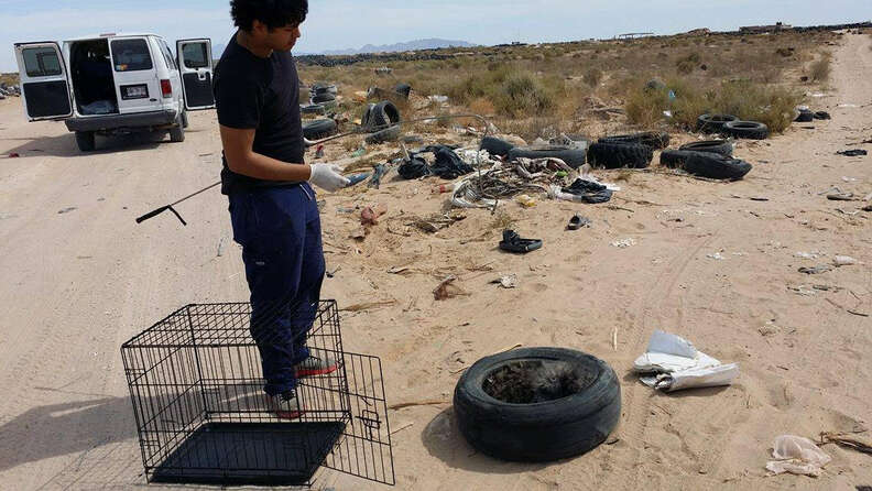 Rescuer approaching dog inside tire