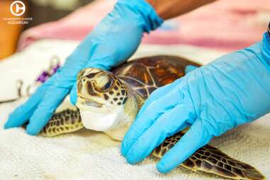 balloon sea turtle choking