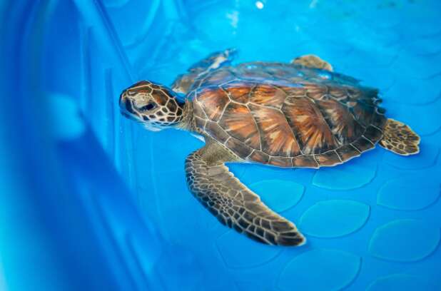 sea turtle