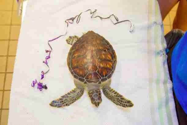 Image result for balloon in turtle