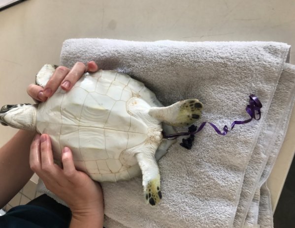 Sea Turtle Who Ate Balloon Returns To The Ocean - The Dodo