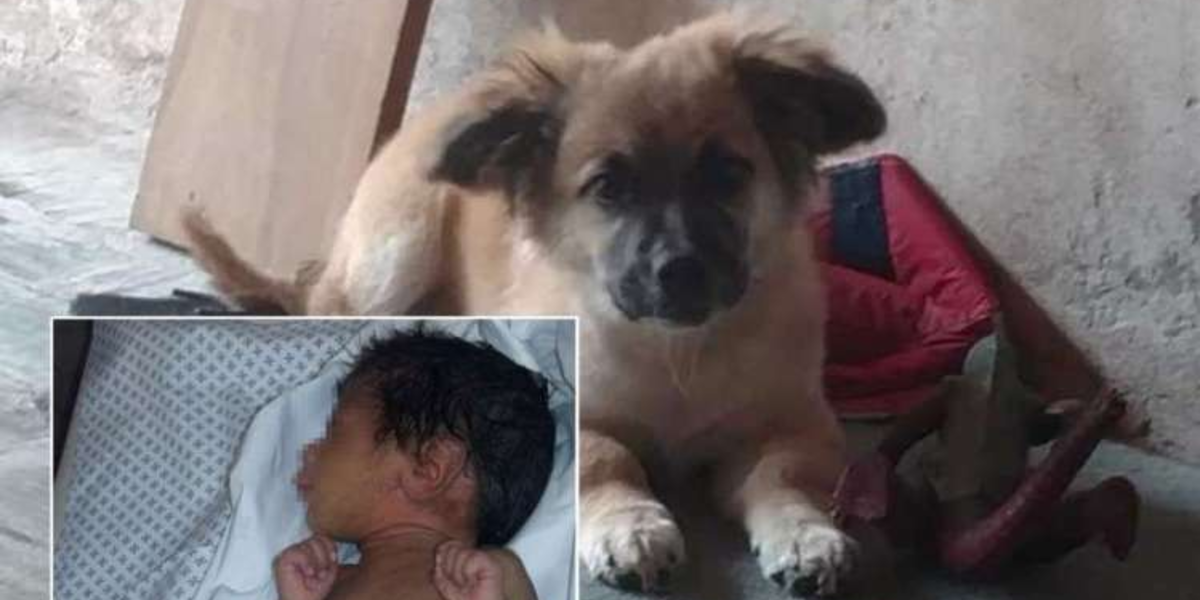 Dog Rescues Newborn Baby Abandoned In A Plastic Bag The Dodo
