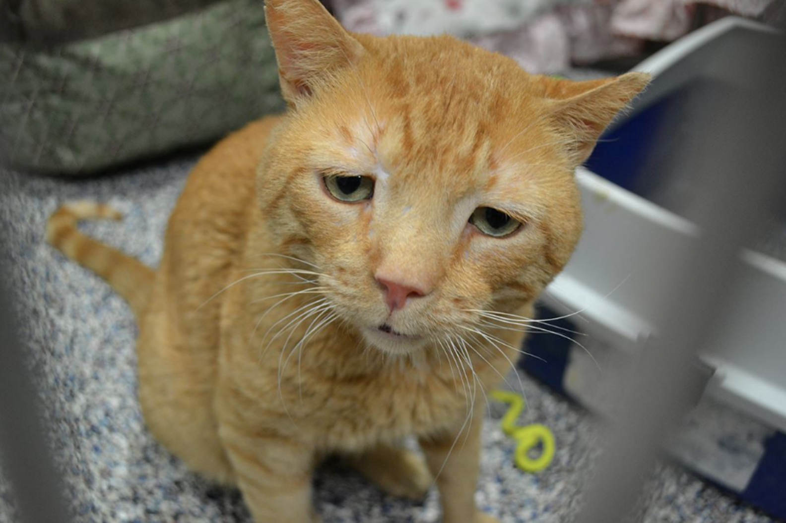 Shelter's 'Saddest Cat' Waited Nine Months For The Perfect Family - The ...