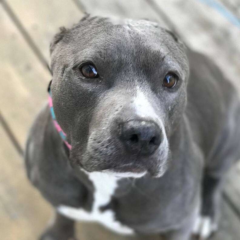 Calista the rescued pit bull
