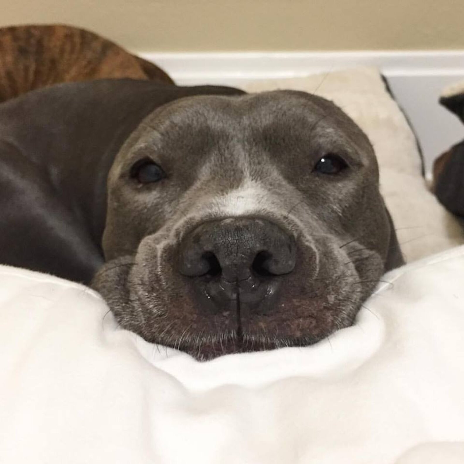 Dog Whose Ears Were Bitten Off Finally Has A Family Who Loves Her The