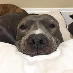 Injured pit bull resting in bed