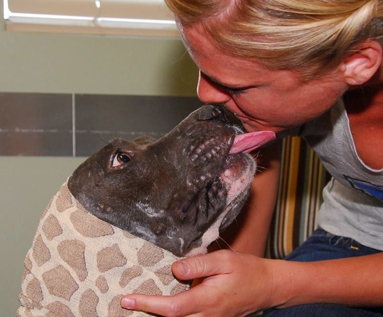 Dog Whose Ears Were Bitten Off Finally Has A Family Who Loves Her The