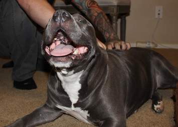 Rescued pit bull smiling