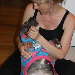 Woman cuddling injured pit bull