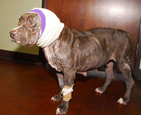 Calista the pit bull with injured ears