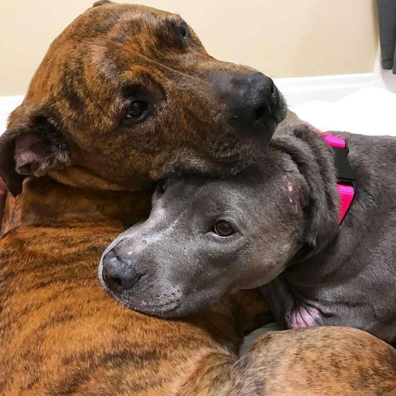 Rescued dogs cuddling together