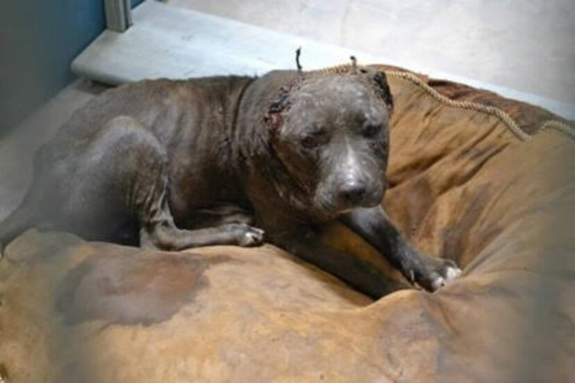 Dog Whose Ears Were Bitten Off Finally Has A Family Who Loves Her The