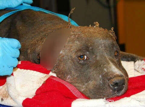 Pit bull with injured ears