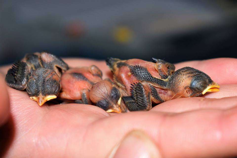 Tiny baby birds