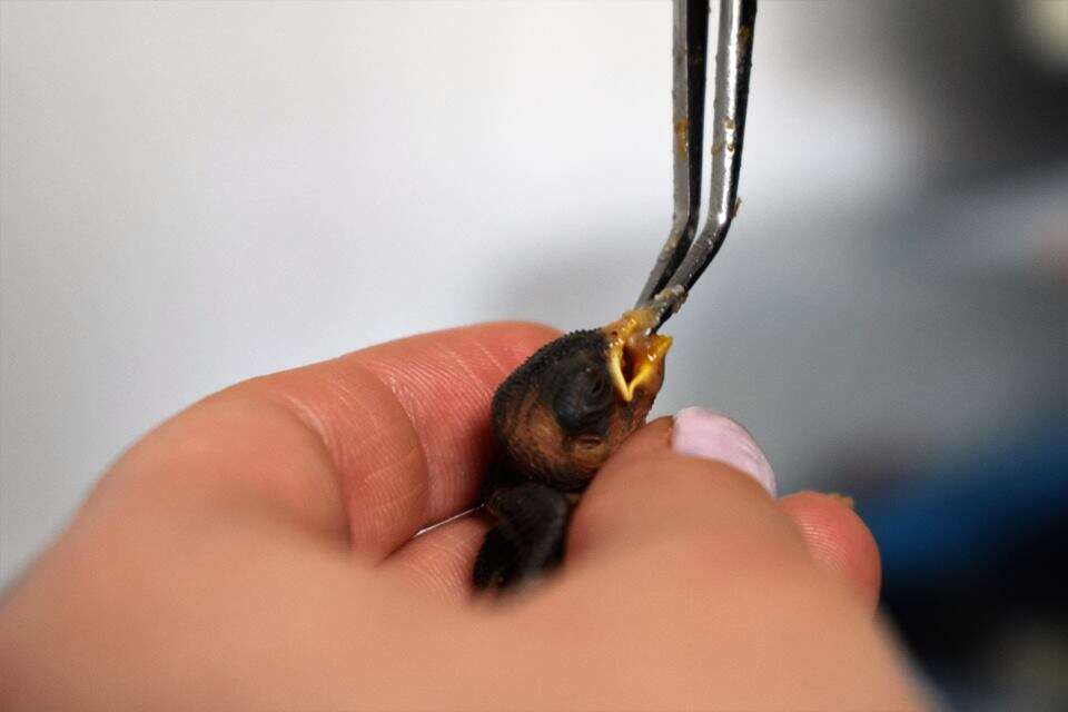 Feeding a tiny baby bird