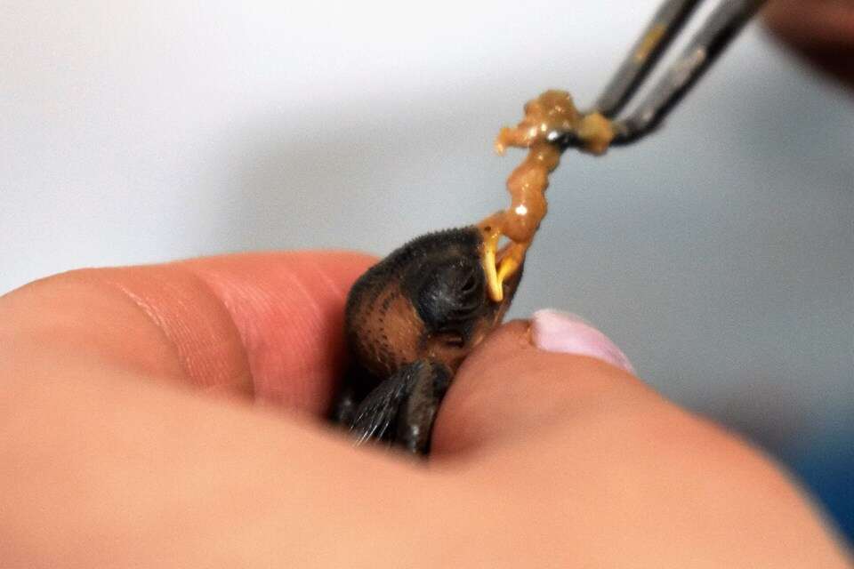 Person feeding tiny baby bird