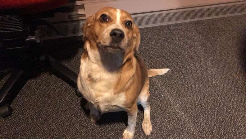 Rescue beagle inside radio studio