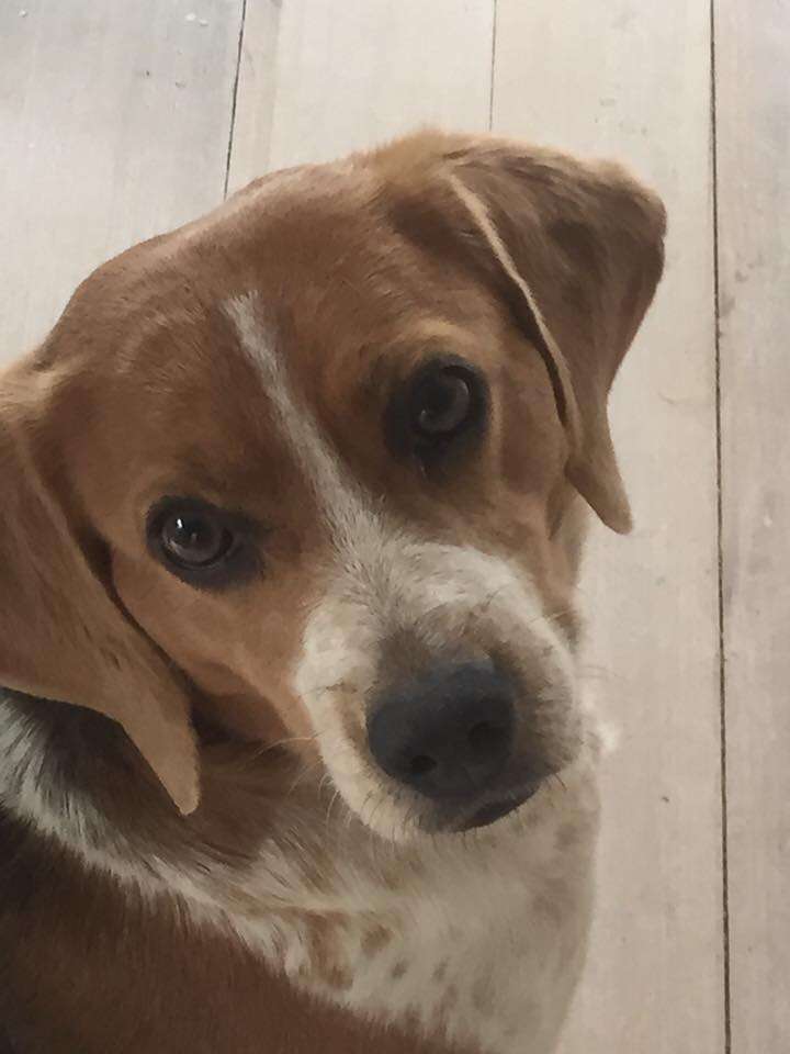 Rescue beagle