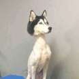 Viral Photo Of Shaved Husky Raises An Interesting Question