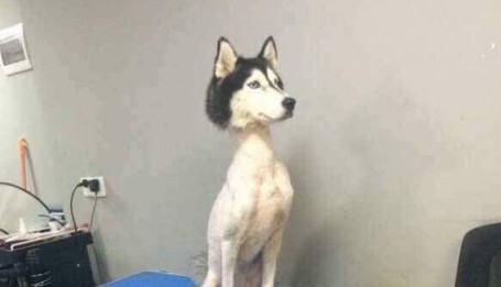 Single store coat husky