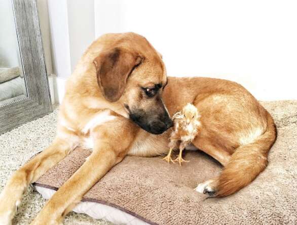 Rescue dog with baby chicken