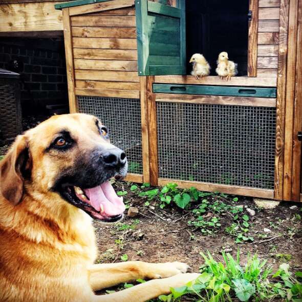 Rescue dog watching chickens