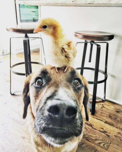 Baby chicken on top of dog's head