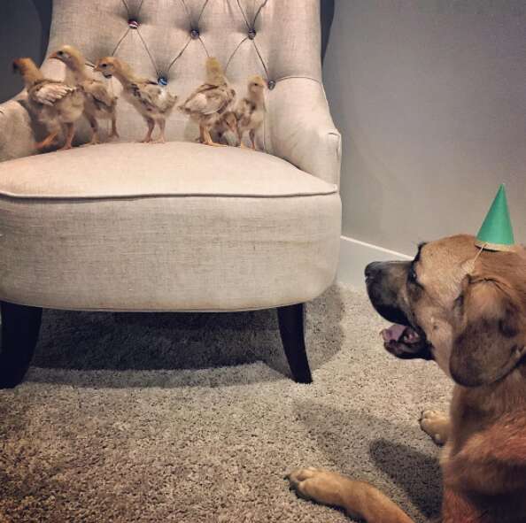 Dog watching baby chickens