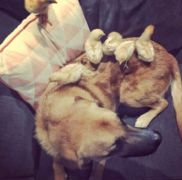 Rescue dog with baby chickens