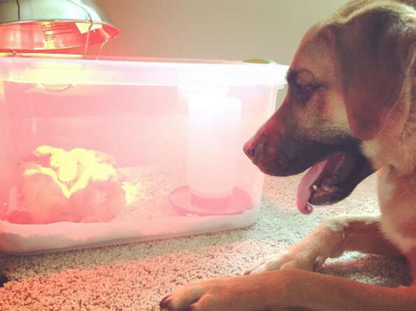 Rescue dog watching baby chickens