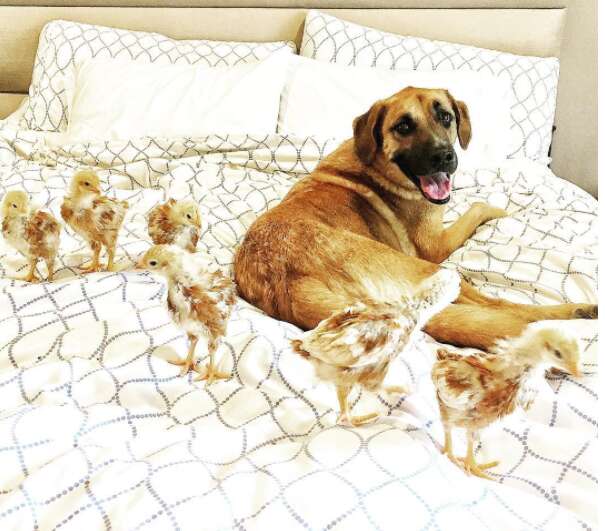 Dog with rescue chickens