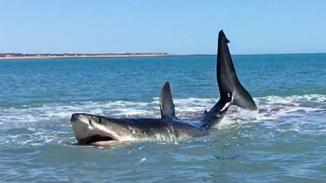 Full video of injured shark shows numerous natural injuries – Southern  Fried Science