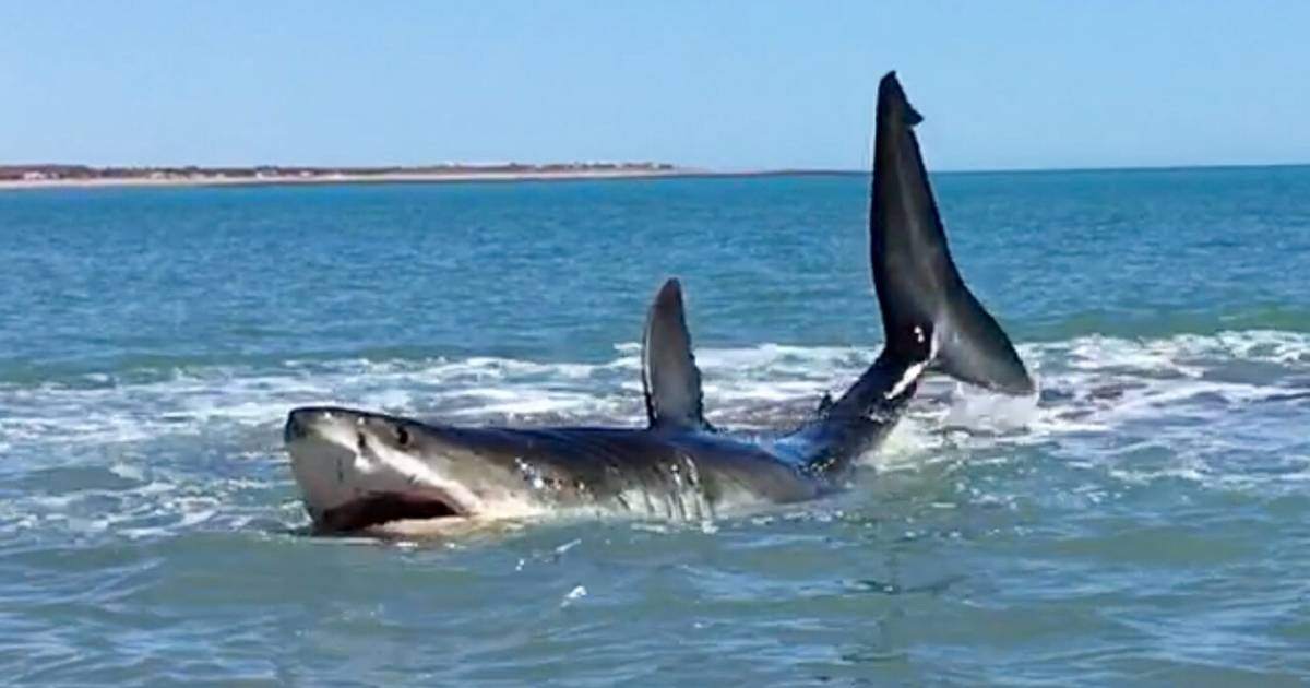 Jersey Shore Great White Shark Encounter Caught On Video - Thrillist