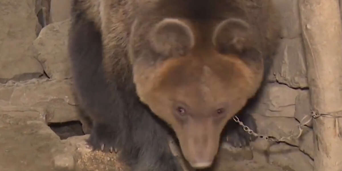 Bear Kept Chained As A Pet Is Finally Free Videos The Dodo